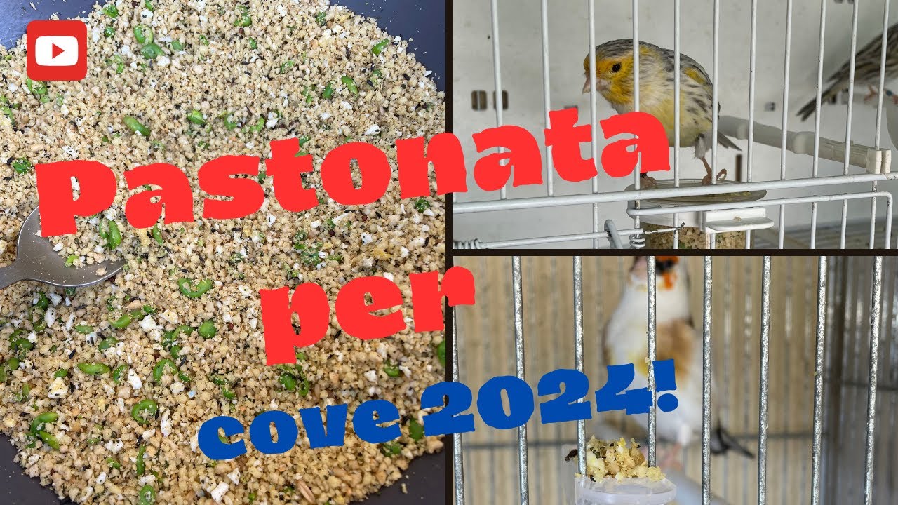 Preparazione cove 2024: pastonata con uovo sodo!