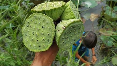 Giăng Lưới Cá Rô Phi Và Cái Kết