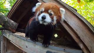 Red Panda Moshu Frolics and Snacks