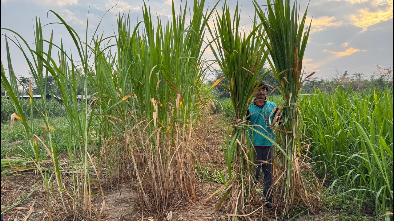 หญ้าเนเปีย4มัด💯ช้างครอบครัวพี่สตางค์5เชือกค่ะ