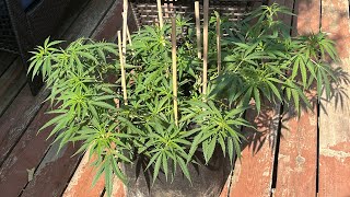 Training re vegged plant with bonsai wire. How to grow cannabis. Organ￼ic Gaia green outdoor 7g pot
