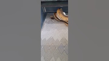 WARNING ⚠️ #short live feeding video #shorts #livefeeding #snake #rodent #reptile #GOTTHATSHIT #BPL