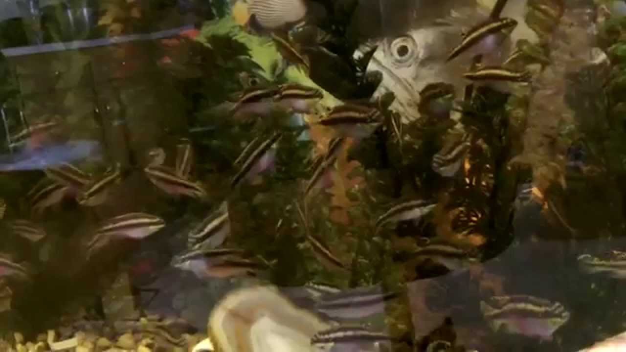A quick tour of most of my tropical fish YouTube