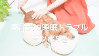 【シニア犬　ドッグマッサージ】シニア犬の睡眠トラブルに良い　犬ツボ5選 by azi 『イヌなで』ちゃんねる 181 views 5 months ago 1 minute, 34 seconds