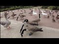 Feeding ducks geese birds angry hissing goose attack