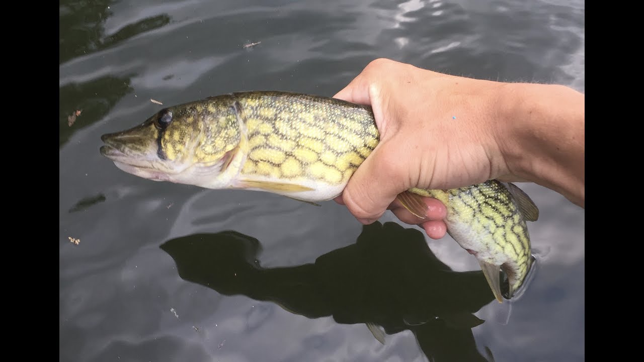 Multispecies Fishing in Pennsylvania for Trout and Pickerel YouTube
