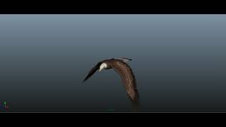 Flying eagle animation cycle in MAYA