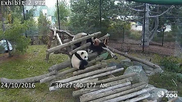 Do pandas sleep all day?