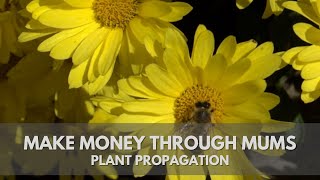 Making Money from Mums in the Fall