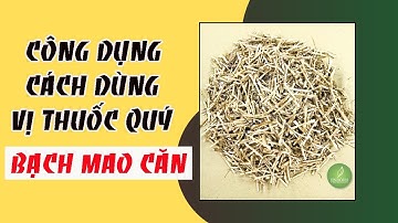 Bạch mao căn (rễ cỏ chanh) chữa bệnh gì? Cách dùng bạch mao căn làm thuốc như nào?
