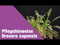 Pflegehinweise Drosera capensis