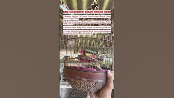 Cara cepat menjinakkan burung prenjak bahan ombyokan #prenjak #prenjakkepalamerah #prenjaktamu #bird