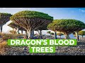 The mysterious and majestic icon of socotra island dragons blood trees