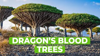 The Mysterious and Majestic Icon of Socotra Island: Dragon's Blood Trees