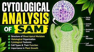 Cytological Analysis of Shoot Apical Meristem (SAM) | Plant Development | M.Sc | B.Sc | CSIR-NET