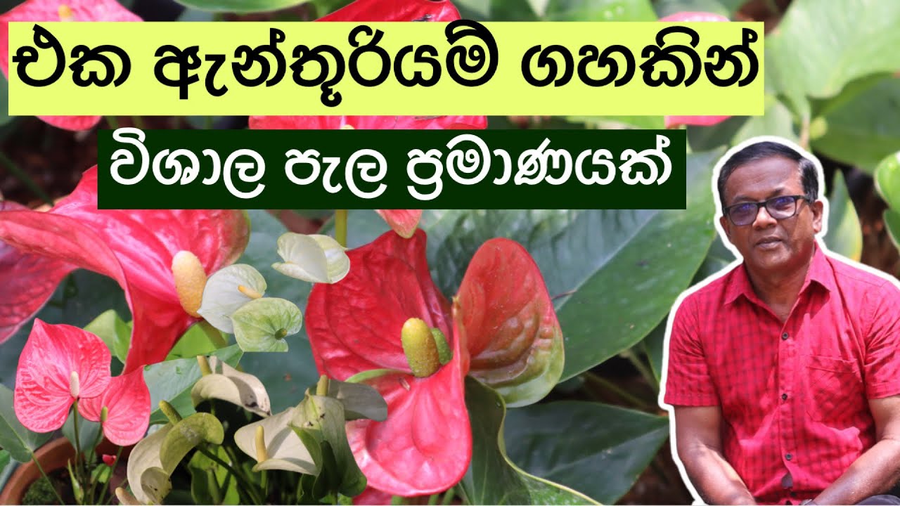 ඇන්තූරියම් ගහකින් පැල බෝ කර ගන්නෙ මෙහෙමයි | Anthurium Tips | Ceylon Agri | Episode 257