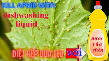 Cách diệt rầy rệp bằng nước rửa chén/T3 Garden