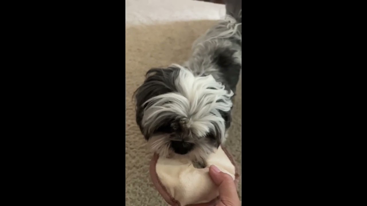 Evie is playing with her squeaky toy ( read description)