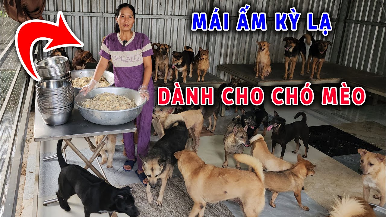 Chị lao công nghèo giải cứu 120 chó mèo lang thang nuôi tốn 40 kí gạo thịt 1 ngày