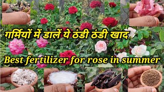 गुलाब पर डाले ठंडी ठंडी और बिल्कुल फ्री की खाद ||Best Fertilizer For Rose Plant In Summer||Rose care