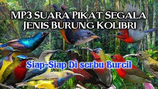 MP3 Pikat Khusus Burung Kolibri 💯% Ampuhh
