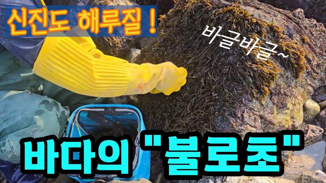 신진도 해루질 갯바위에 불로초가 바글바글 합니다! #해루질