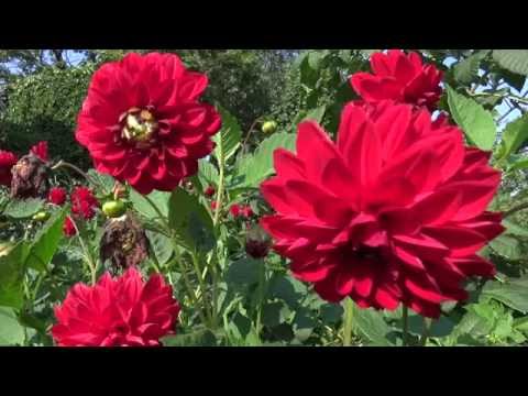 Video: Stockrose (65 Bilder): Beskrivelse Av Flerårige Blomstersorter. Hva Er Forskjellene Med Mallow? Hvordan Dyrke Roserose I Hagen? Sykdommer Og Skadedyr