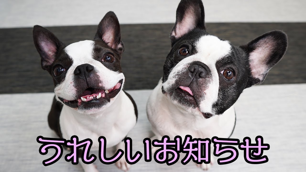 ゼロレイから嬉しいお知らせです ボストンテリア フレンチブルドッグ Youtube