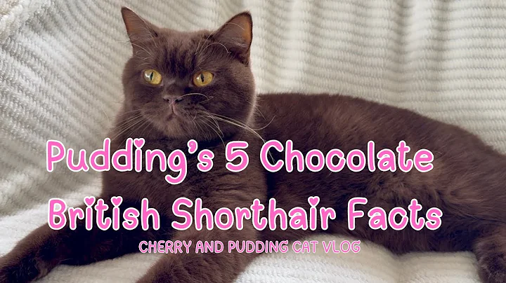 Video 8777751: british shorthair facts, british shorthair chocolate, shorthair britishshorthair