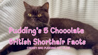 5 Chocolate British Shorthair Facts Pudding