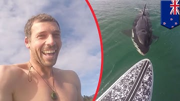 GoPro captures killer whale close encounter with paddleboarder in New Zealand - TomoNews