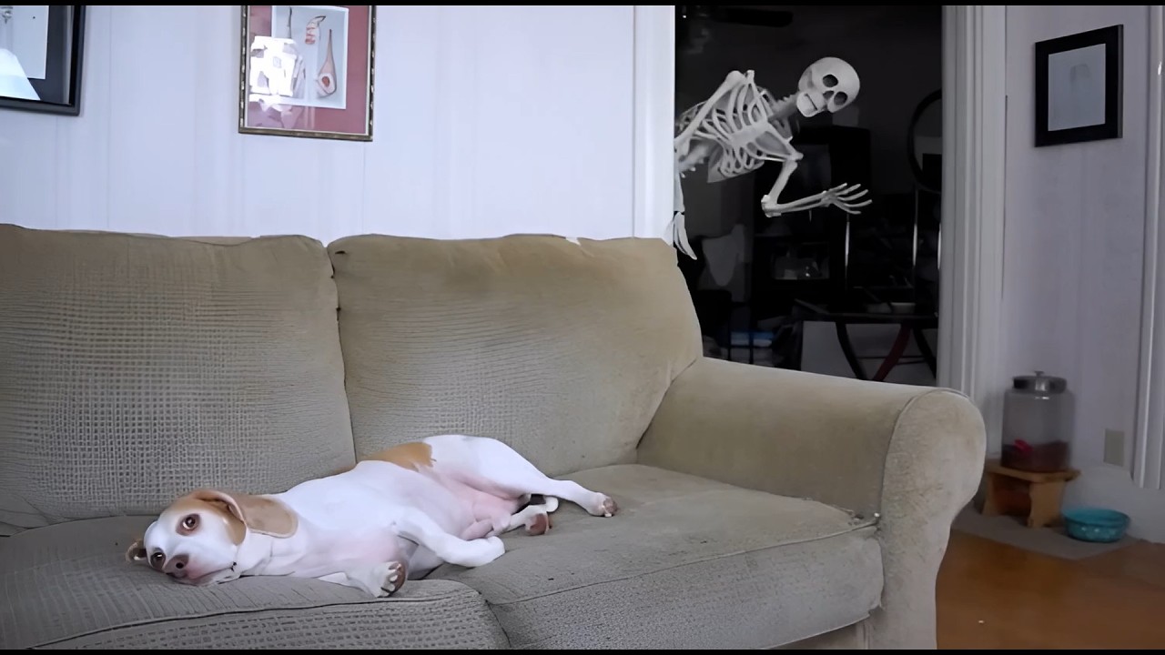 Skeleton Prank on Dog: Funniest Halloween Reaction Ever