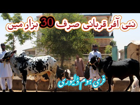 Buy bulls 🐂 for eid ul adha on special discount offer 2024 