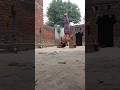 Deep handstand pushup ‼️☠️ #shorts#motivation#youtube shorts