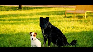 Site similar to Tinder allows pets to go on dates
