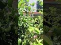 #love #viral #plants #youtube #recipe #reels #new #edit #green #trending #education #mud
