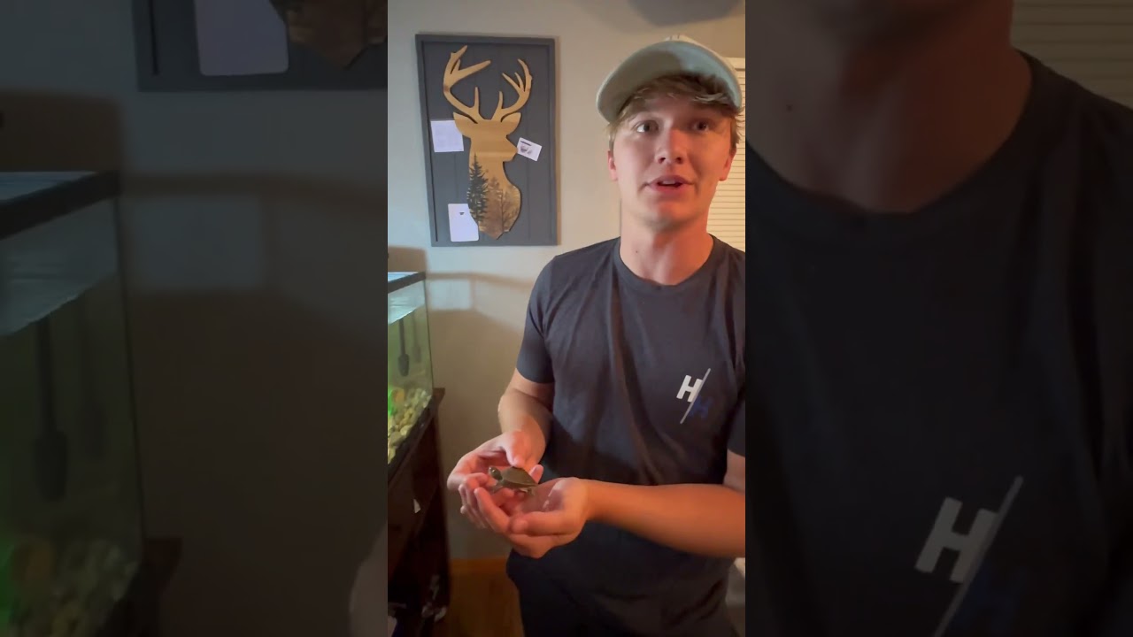 The Shocking Truth About Turtle Intelligence