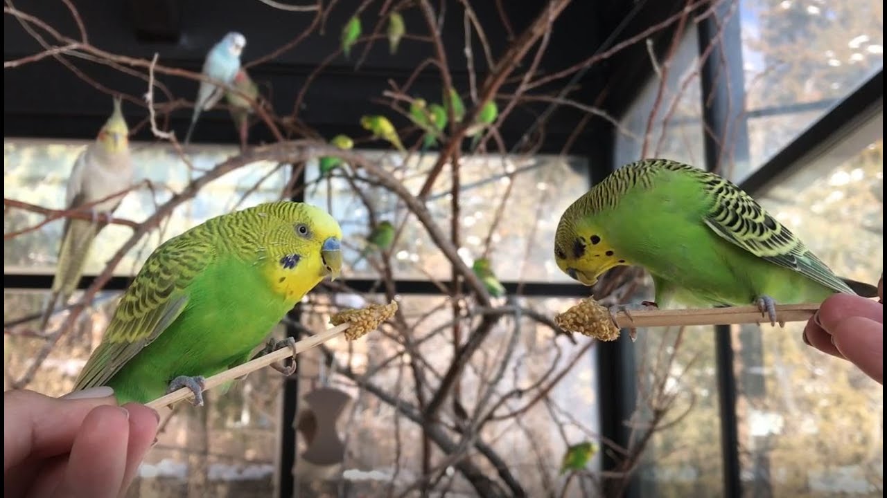 Abnormally Normal: Budgie Buddies CMZooZen - YouTube