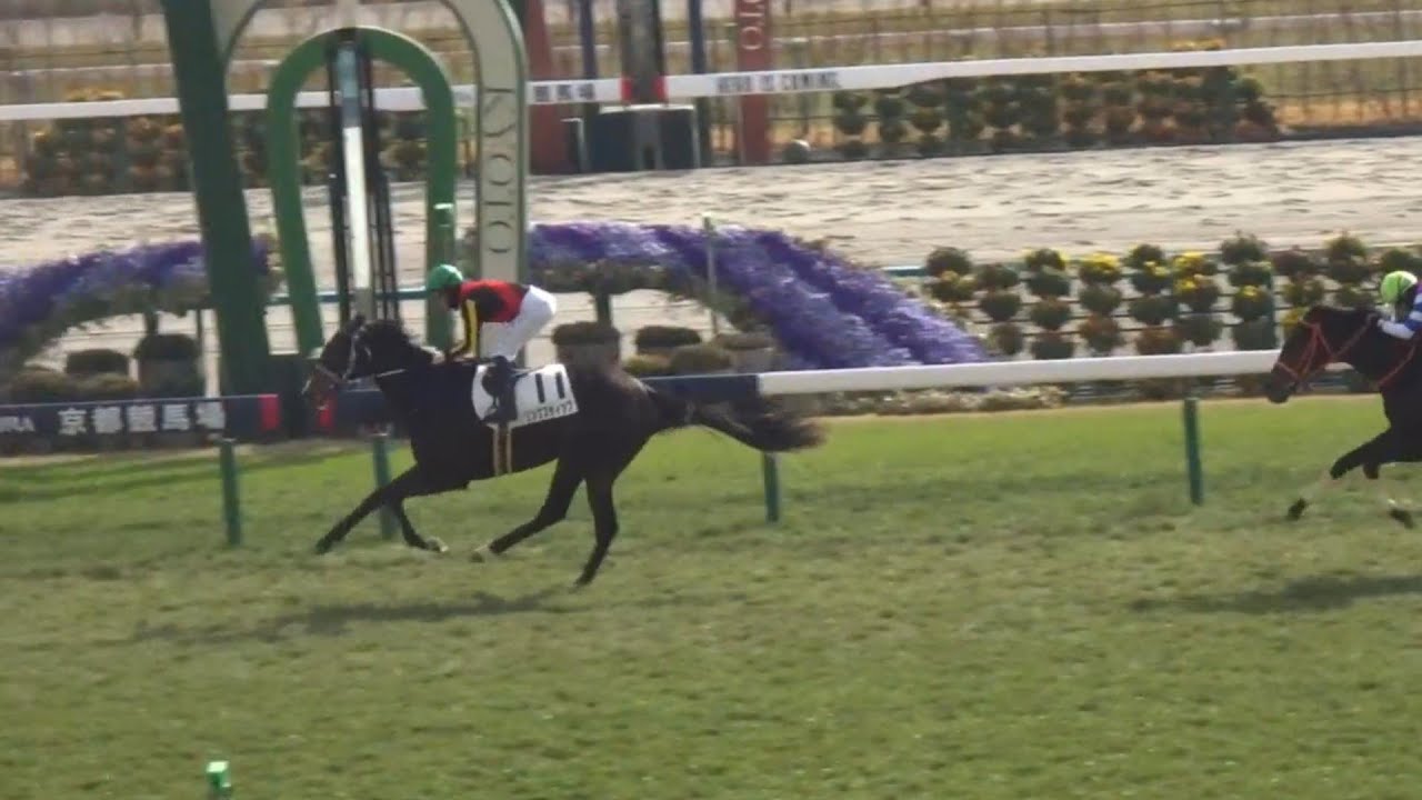 2024年12月21日京都4Rの全体レース映像！1コーナー手前で内ラチ沿い