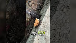 Semut Gak Pernah Tidur?! Kok Bisa?
