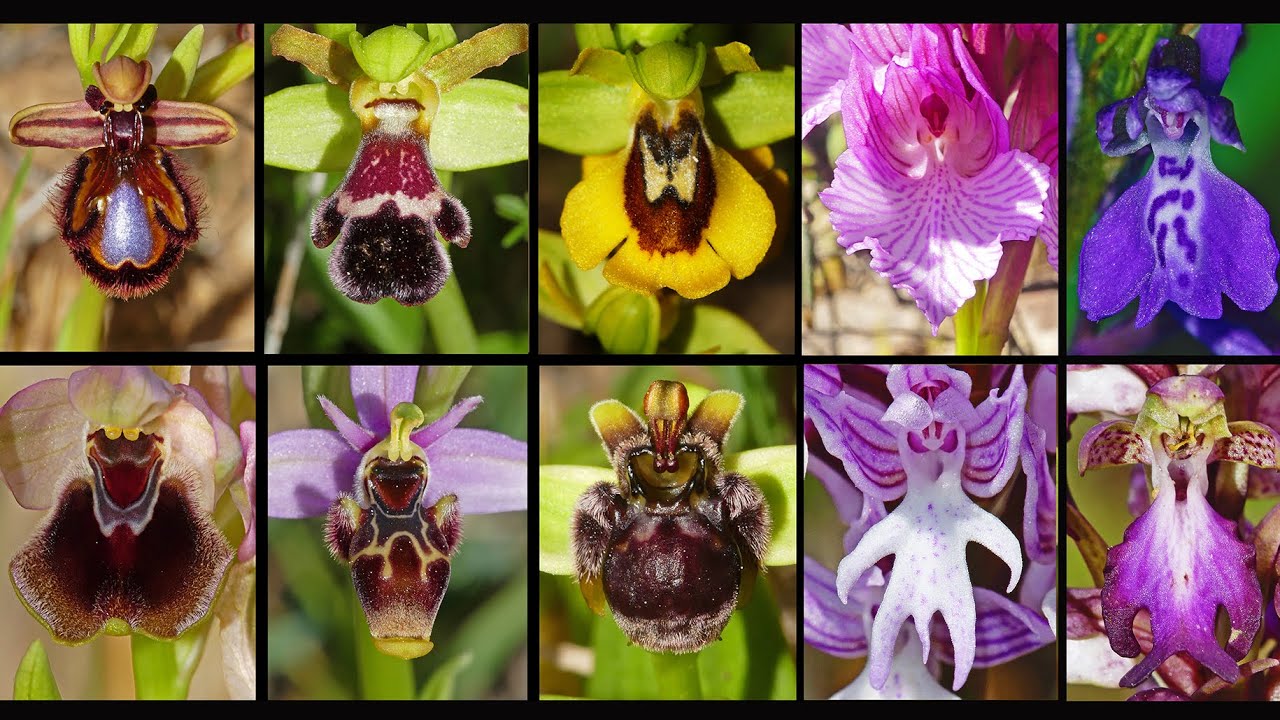 Orquídeas Silvestres Portugal Wild Orchids - thptnganamst.edu.vn