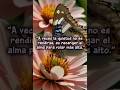 Reflexiones Positivas //Mariposa en reposo #shortvideo #shortsfeed #song #shorts