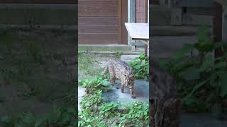 Tsushima Leopard Cat At Tsushima Wildlife Conservation Centre, Tsushima Island, Japan, June 20, 2023