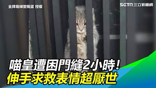 喵皇遭困門縫2小時！　伸手求救表情超厭世網笑翻｜三立新聞網 SETN.com