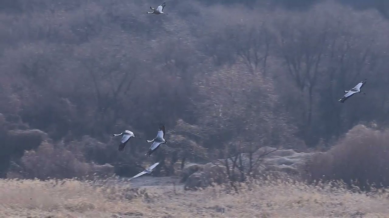 한탄강 철새 두루미