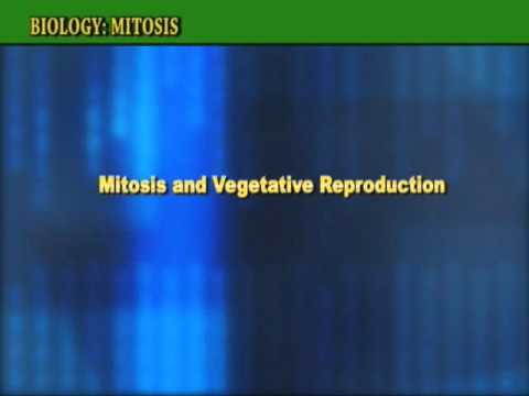 Define asexual mitosis