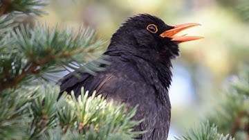 Meet the Blackbird — The Soulful Songster in Your Backyard