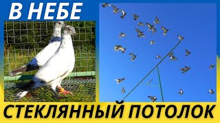 Сколько голубям давать отдыхать после полета❓❗