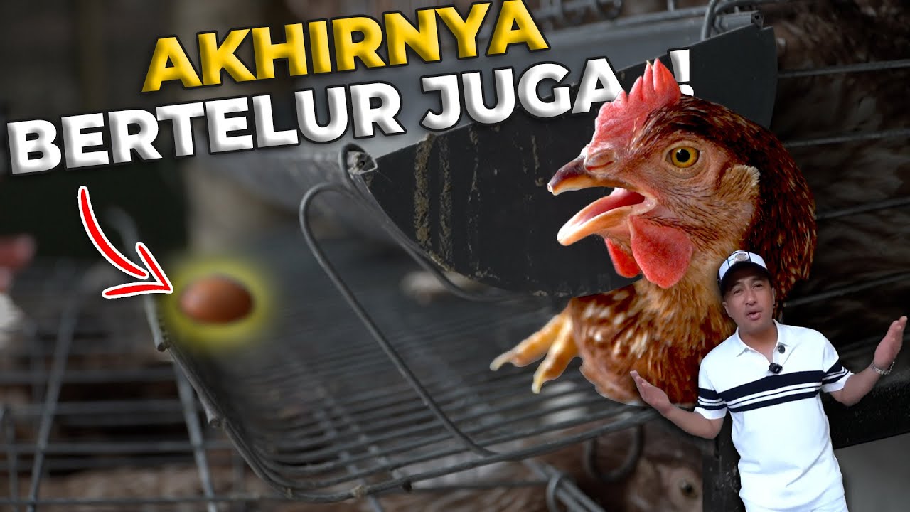 WARNING Ayam Petelur Anda Mungkin BERTELUR Juga Setelah 1 Bulan!