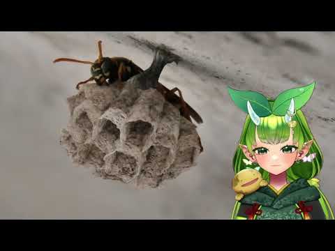 おさんぽしてたらハチさんいたのでながめてみた